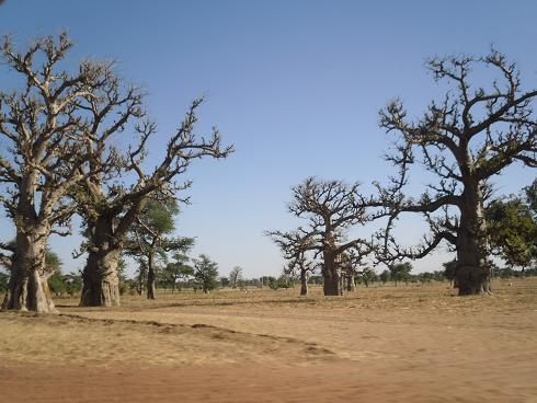 De machtige Baobab